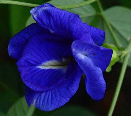 Homely Clitoria Ternatea Double Blue Schmetterlingserbse 10 Samen von Homely