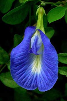 Homely Clitoria Ternatea Single Blue Butterfly Pea 20 Samen von Homely