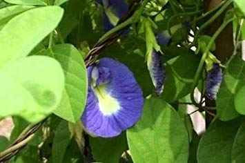 Homely Clitoria ternatea Single Blue | Schmetterlingserbse | 20_Samen von Homely