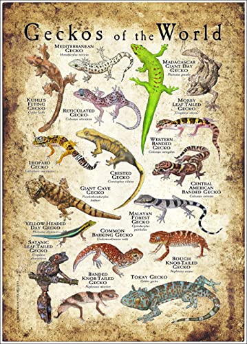 Geckos Of The World Lustiges Metall-Blechschild, Retro-Wanddekoration für Zuhause, Tor, Garten, Bars, Restaurants, Cafés, Büros, Geschäfte, Pubs, Clubs, Vintage-Schild, Geschenk, 15,2 x 20,3 cm von Homeoanimal