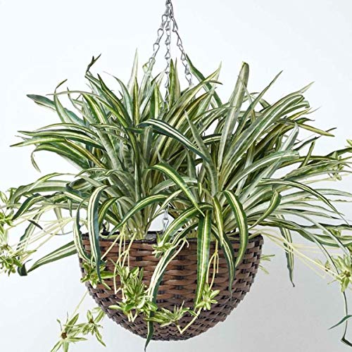 Homescapes hängende Kunstpflanze, künstliche Hängepflanze Chlorophytum Comosum im Korb zum Aufhängen, künstliche Pflanze Grünlilie im Hängekorb für Innen-Dekoration, Blumenampel, 60 cm von Homescapes