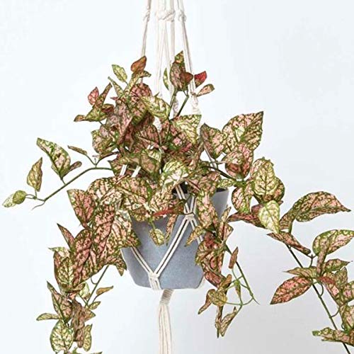 Homescapes hängende Kunstpflanze im Topf mit Makramee-Hängeampel, künstliche Hängepflanze Hypoestes Phyllostachya, Polka-Dot-Pflanze im Melamin-Topf, künstliche Pflanze im Blumenampel, 95 cm von Homescapes