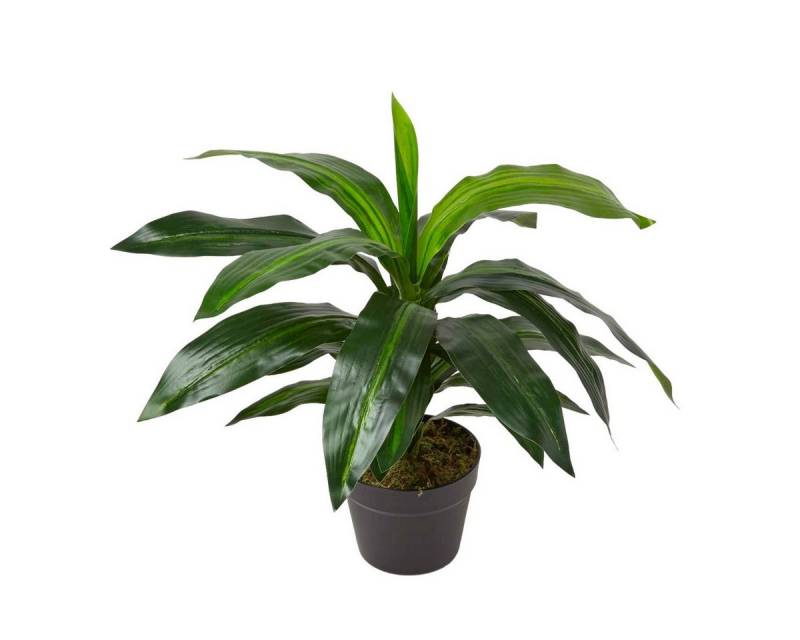 Kunstbaum Dracaena Fragrans – künstlicher Drachenbaum im Topf, 65cm, Homescapes, Höhe 65 cm von Homescapes
