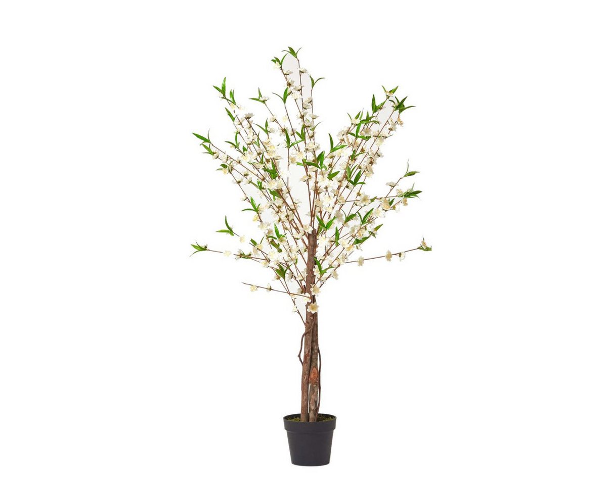 Kunstbaum Kunstbaum mit cremeweißen Kischblüten, 155cm hoch, Homescapes, Höhe 155 cm Kunstbaum Kunstbaum mit cremeweißen Kischblüten, 155cm hoch, Homescapes, Höhe 155 cm von Homescapes