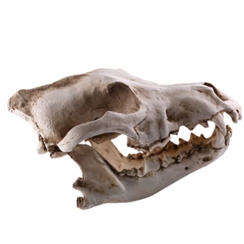 Homoyoyo Zuhause Wolfsschädeldekor Skelett Tierschädel-Statue Taxidermie Buch Ziegenstatue Reptiliendekor Skulptur Wolf Schrecklicher Wolfsschädel Wolfschakal Natürlich Spielzeug von Homoyoyo