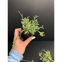 Schnur Von Fischhaken von HorticulturalDesigns