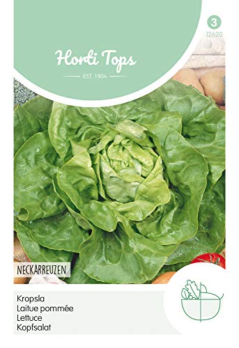 Hortitops 12620 Kopfsalat Neckarriesen (Kopfsalatsamen) von Hortitops