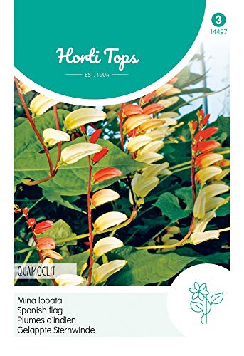 Hortitops 14497 Gelappte Sternwinde Quamoclit (Blumensamen) von Hortitops