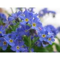 Alpine Vergissmeinnicht True Blue Blumen 0, 3G - 300 Samen Myosotis Alpestris Non Gmo von HortusPatio