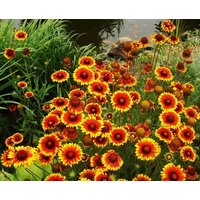 Blanket Flower Brown Eyed Susan Blumen 1G - 100 Samen Gaillardia Aristata Non Gmo von HortusPatio