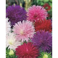 China Aster Tall Needle Blumen Mischung 1G - 200 Non Gmo Samen Callistephus Chinensis von HortusPatio