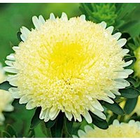 China Aster Tall Princess Alexander Gelbe Creme Blumen 1G - 200 Non Gmo Samen Callistephus Chinensis von HortusPatio