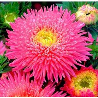 China Aster Tall Princess Connie Pink Gelb Blumen 1G - 200 Non Gmo Samen Callistephus Chinensis von HortusPatio