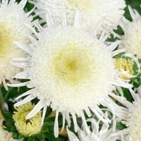 China Aster Tall Princess Cymes Weiße Creme Gelbe Blumen 1G - 200 Non Gmo Samen Callistephus Chinensis von HortusPatio