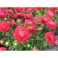 China Aster Zwerg Ribbon Rote Blumen 0, 5G - 100 Non Gmo Samen Callistephus Chinensis von HortusPatio