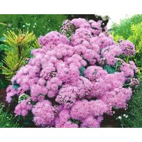 Zahnseide Blume Pink Flowers 0, 2G - 200 Samen Ageratum Houstonianum Non Gmo von HortusPatio