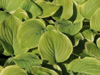 Duftende Lilien-Funkie 'Fragrant Bouquet', Hosta plantaginea 'Fragrant Bouquet', Topfware von Hosta plantaginea 'Fragrant Bouquet'