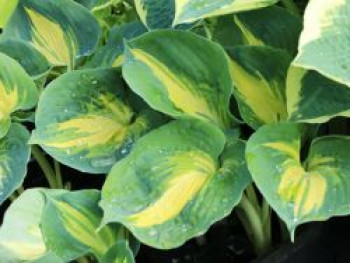 Funkie 'Dream Queen', Hosta sieboldiana 'Dream Queen', Topfware von Hosta sieboldiana 'Dream Queen'