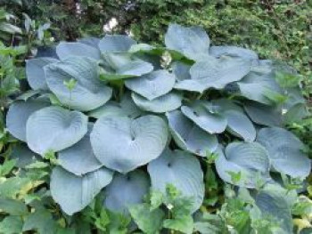 Große Blaublatt-Funkie 'Elegans', Hosta sieboldiana 'Elegans', Containerware von Hosta sieboldiana 'Elegans'