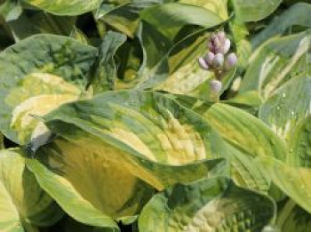 Herzblattlilie 'Great Expectations', Hosta sieboldiana 'Great Expectations', Topfware von Hosta sieboldiana 'Great Expectations'