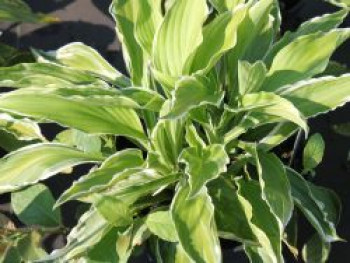 Weißrandige Wellblatt Funkie 'Albomarginata', Hosta undulata 'Albomarginata', Topfware von Hosta undulata 'Albomarginata'