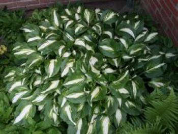 Schneefeder Funkie 'Univittata', Hosta undulata 'Univittata', Topfware von Hosta undulata 'Univittata'