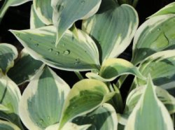 Funkie 'Blue Ivory', Hosta x cultorum 'Blue Ivory', Topfware von Hosta x cultorum 'Blue Ivory'