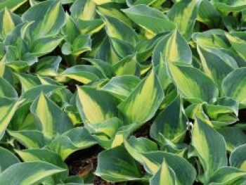 Funkie 'Lakeside Cupcake', Hosta x cultorum 'Lakeside Cupcake', Topfware von Hosta x cultorum 'Lakeside Cupcake'