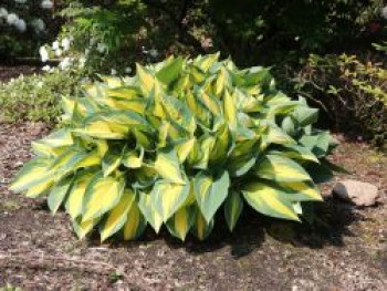 Funkie 'Orange Marmalade', Hosta x cultorum 'Orange Marmalade', Topfware von Hosta x cultorum 'Orange Marmalade'