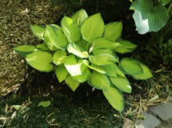 Funkie 'Rainforest Sunrise', Hosta x cultorum 'Rainforest Sunrise', Topfware von Hosta x cultorum 'Rainforest Sunrise'
