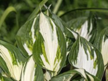 Herzblattlilie 'Fire and Ice', Hosta x fortunei 'Fire and Ice', Topfware von Hosta x fortunei 'Fire and Ice'