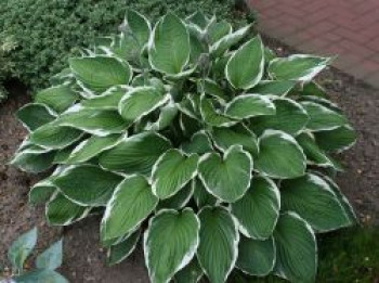 Weißrandige Graublatt Funkie 'Francee', Hosta x fortunei 'Francee', Containerware von Hosta x fortunei 'Francee'