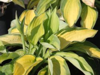 Gelbgrüne-Funkie 'Gold Standard', Hosta x fortunei 'Gold Standard', Containerware von Hosta x fortunei 'Gold Standard'