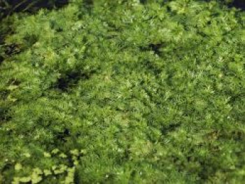 Wasserfeder, Hottonia palustris, Topfware von Hottonia palustris