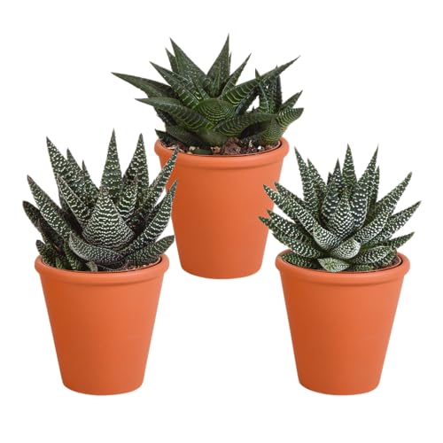 Sukkulenten | Gasteria/Haworthia Mix in Terrakottatopf | 3 Stück | diverse Sorten | Ø 11 cm | ↕ 13-18 cm | Pflegeleichte Zimmerpflanzen | in farblich abgestimmtem Übertopf von House Of Cactus