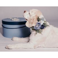 Sukkulenten Hochzeitskragen | Blumen Staubblaue Hochzeit Hundehalsband Sukkulente Hundehalsbänder Sukkulenten Hochzeitskragen | Blumen Staubblaue Hochzeit Hundehalsband Sukkulente Hundehalsbänder von HouseofFurBaby