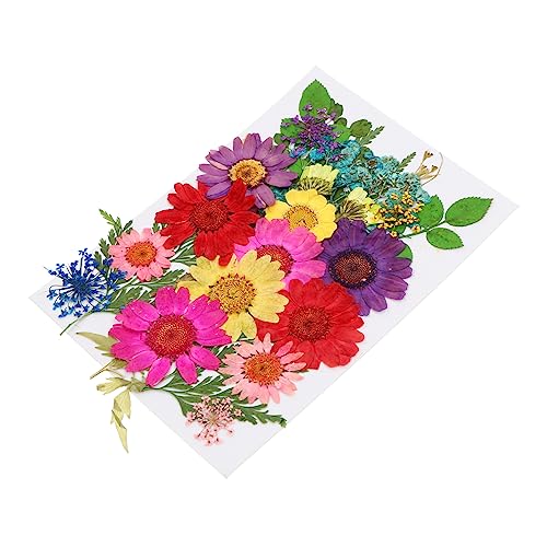 Housoutil 1 Satz DIY Getrocknete Natürliche Pressblumen für Kunsthandwerk und Bastelprojekte für Lesezeichen Scrapbooking und Dekoration von Hochzeiten und Partys Housoutil 1 Satz DIY Getrocknete Natürliche Pressblumen für Kunsthandwerk und Bastelprojekte für Lesezeichen Scrapbooking und Dekoration von Hochzeiten und Partys von Housoutil