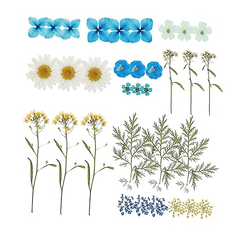 Housoutil 1tasche Trockenblumen Naturgetrocknet Für DIY Handwerk Deko Blumenmaterial Blüten Zubehör Basteln Blumenset Housoutil 1tasche Trockenblumen Naturgetrocknet Für DIY Handwerk Deko Blumenmaterial Blüten Zubehör Basteln Blumenset von Housoutil