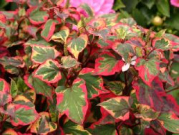 Bunter Eidechsenschwanz 'Chameleon', Houttuynia cordata 'Chameleon', Containerware von Houttuynia cordata 'Chameleon'