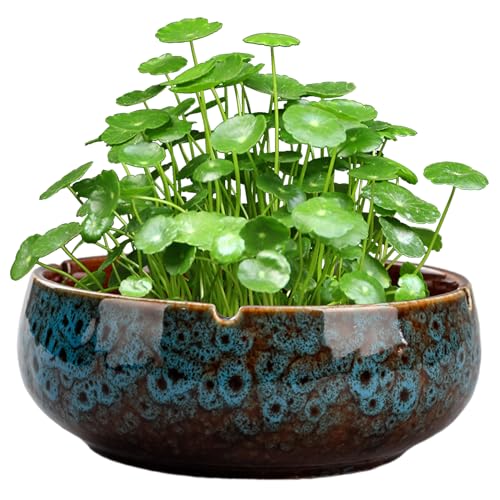 Lotusschale, Pflanzgefäß, 16,5 x 6,3 cm, runde Keramik-Pflanztöpfe, Vintage, dekorative Lotusblumenschale, rutschfeste Seerosenschale für Sukkulenten, Blumenschale, Keramik-Pflanztöpfe, Lotusblumensch Lotusschale, Pflanzgefäß, 16,5 x 6,3 cm, runde Keramik-Pflanztöpfe, Vintage, dekorative Lotusblumenschale, rutschfeste Seerosenschale für Sukkulenten, Blumenschale, Keramik-Pflanztöpfe, Lotusblumensch von HoveeLuty