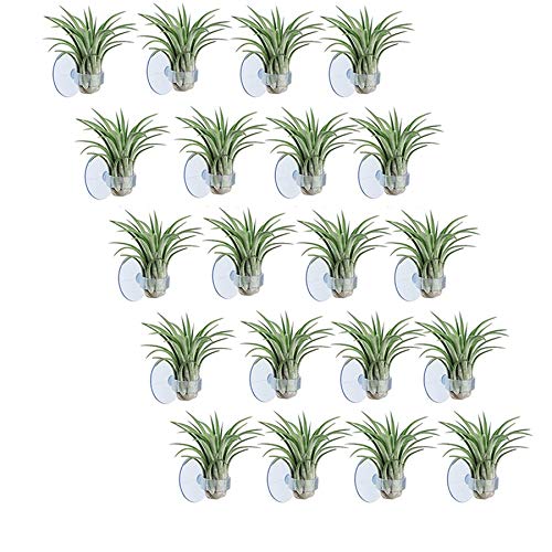 Huhebne 20 Stück Luftpflanzenhalter, Tillandsien-Halter, Luftpflanzenaufhänger mit Saugnapf zum Aufhängen (Pflanzen nicht im Lieferumfang enthalten) von Huhebne