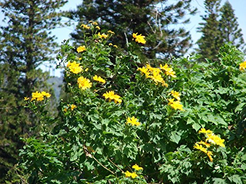 Huifang 100 Stück gelbe Tithonia diversifolia Riesen-Sonnenblumenbaum-Samen von Huifang