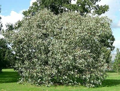 Huifang Bodendecker essbare Blumensamen von Huifang