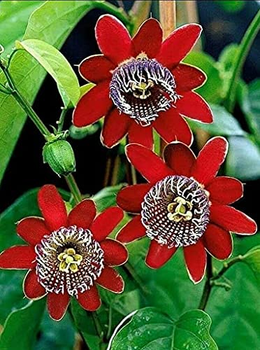 Huifang Fresh 10 STÜCKE Passionsblume (Passiflora incarnata) Samen zum Pflanzen von Red 1 von Huifang