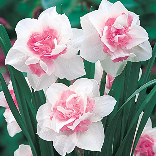 Huifang Fresh 100 Stk. Narzissen-Blumensamen zum Pflanzen von Weiß-Rosa von Huifang