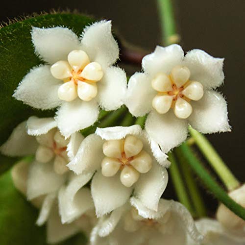 Huifang Fresh 100pcs Hoya Carnosa Blumensamen zum Pflanzen von Weiß 1 von Huifang
