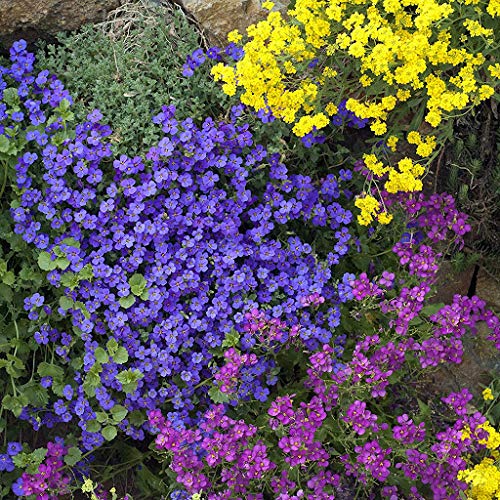 Huifang Fresh 205pcs Rock Kresse Blumensamen zum Pflanzen mehrfarbig von Huifang