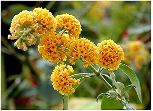 Huifang Fresh 50pcs Sommerflieder-Blumensamen zum Pflanzen von Gelb-Rot von Huifang