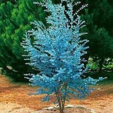 Huifang Neue frische 25 Stück blaue Eukalyptus-Pflanzensamen von Huifang