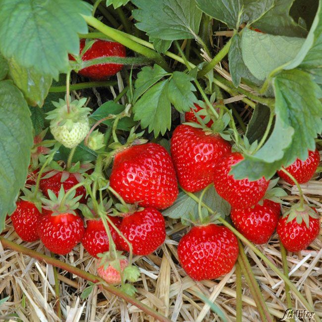 Erdbeere 'HUMMI®-Gento' von Hummi